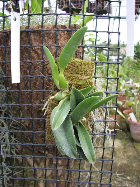 Laelia sincorana var coerulea.jpg