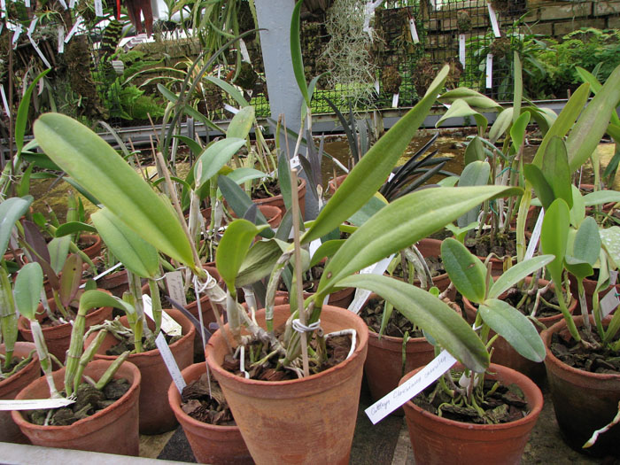 Laeliocattleya Cornelia coerulea.jpg