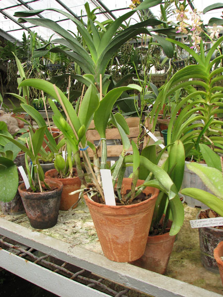 Laeliocattleya Dakao 'Flamea Enami'.jpg