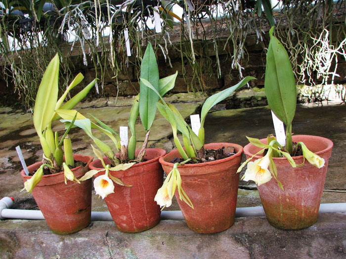 Trichopillia Senne Star.jpg