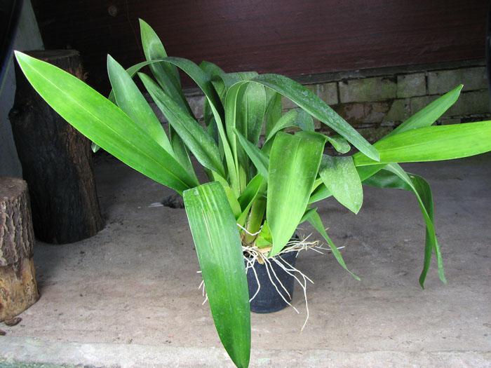 Wilsonara Quedlingburg.jpg