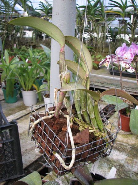 Cattleya walkeriana.jpg