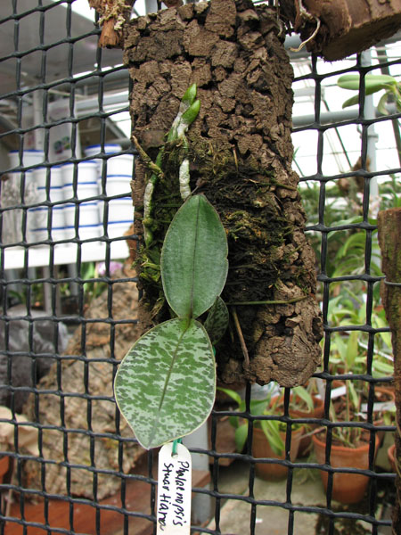 Phalaenopsis stuartiana.jpg