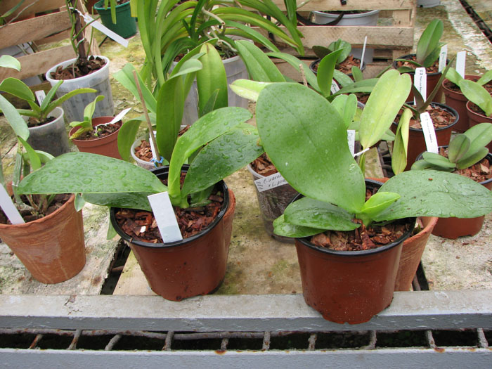 Doritaenopsis Sogo Sweet 'Sogo' x Phalaenopsis Joy Spring Canary 'Japan Peach.jpg