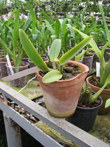 C maxima semi Alba AWZ х self.jpg