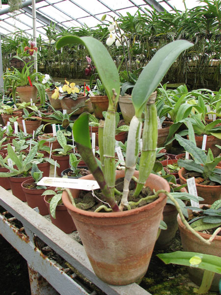 Brassocattleya Cynthia.jpg