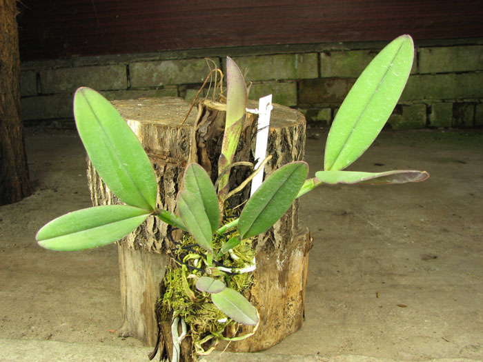 Cattleya schilleriana 'Sem ID'.jpg