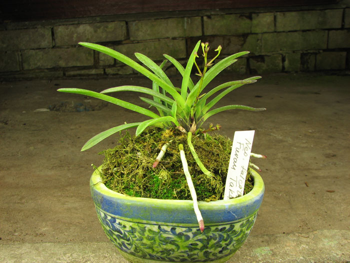 Neofinetia falcata Furan Takachiho.jpg