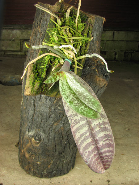 Phalaenopsis schilleriana.jpg