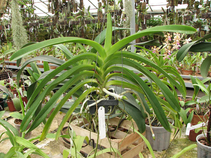 Ascocenda Sumon Spot x Vanda Srakaew.jpg