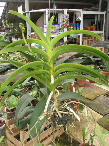 Vanda Rasri Gold x Vanda tessellata.jpg