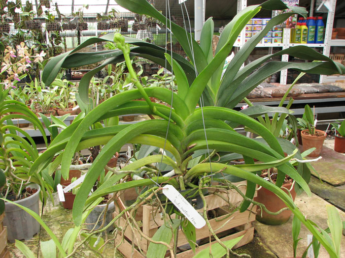 Vanda Vivan x Ascda Kultana Flame.jpg