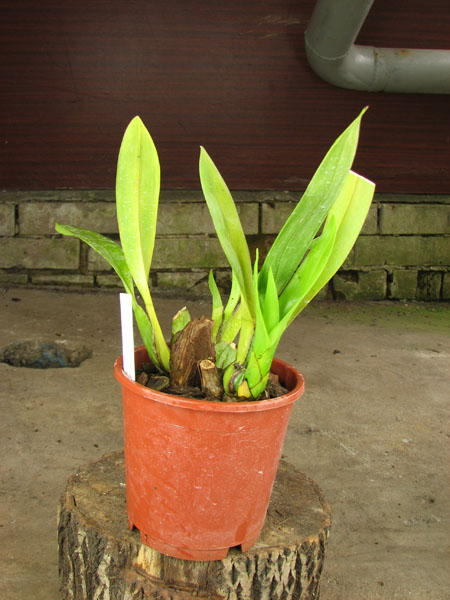 Odontoglossum trilobum x Odontocidium Tiger Glow.jpg