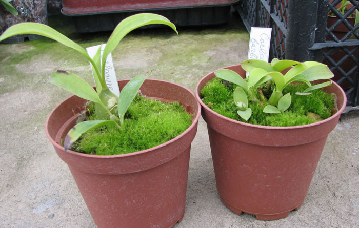 Coelogyne barbata.jpg