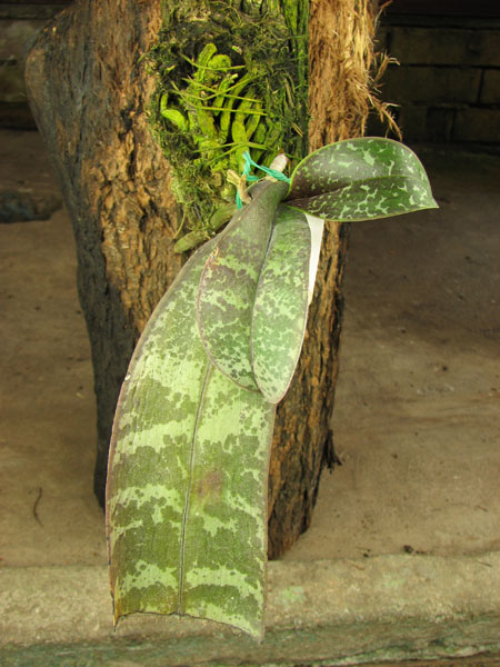 Phalaenopsis stuartiana.jpg