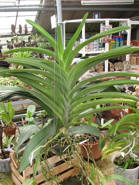 Vanda Pure's Wax 'Violet Blue'.jpg