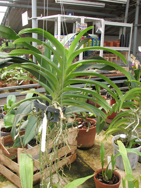 Vanda Somsri Pink x Vanda Golamcos Blue Magic.jpg