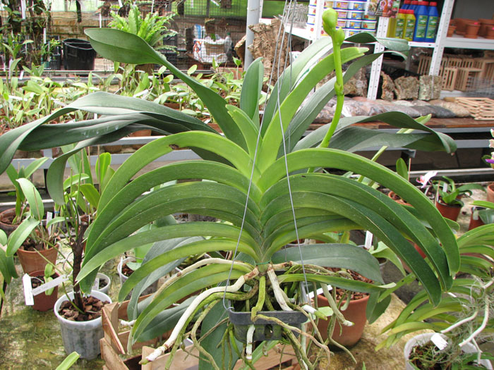 Ascocenda Phairot x Vanda Boonchoosand.jpg