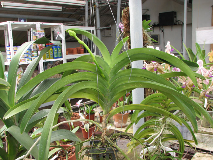 Ascocenda Jiraprabha x Vanda Chalie Clark x Ascocenda Krailerk White.jpg