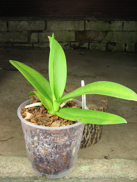 Doritis pulcherrima.jpg