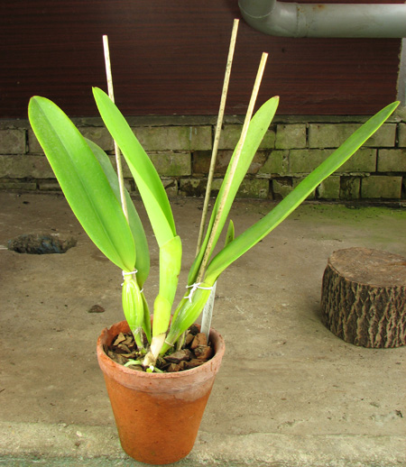 Laeliocattleya C G Roebling 'Blue Indigo'.jpg
