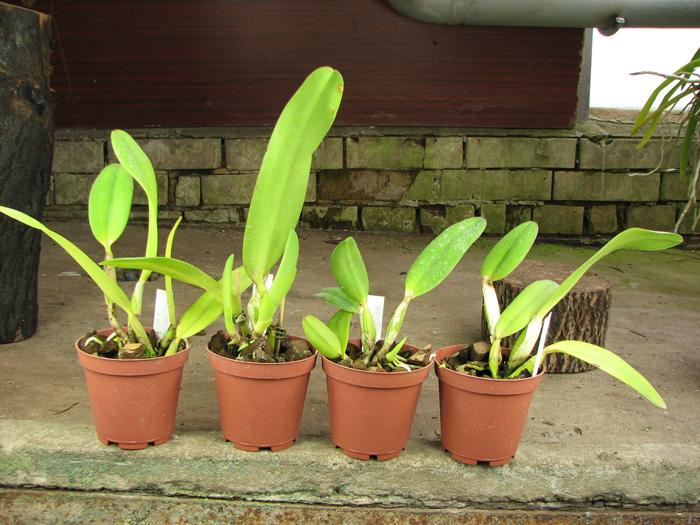 Laeliocattleya Gaskell-pumila 'Azure Star'.jpg