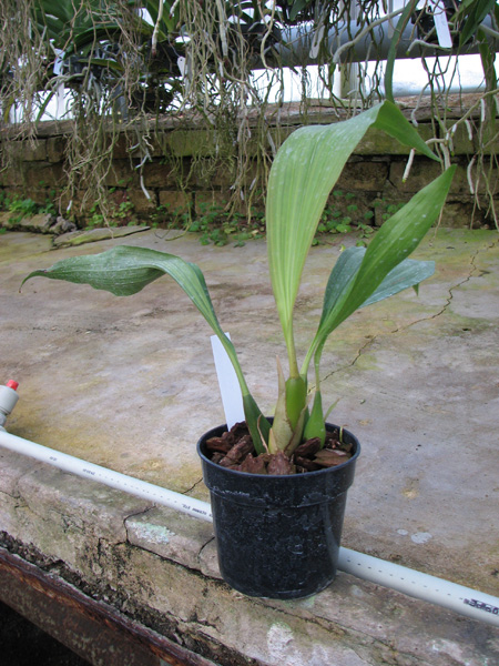 Coelogyne speciosa.jpg