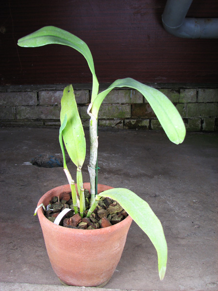 Epilaeliocattleya Mae Bly 'Ching Hua Splash'.jpg