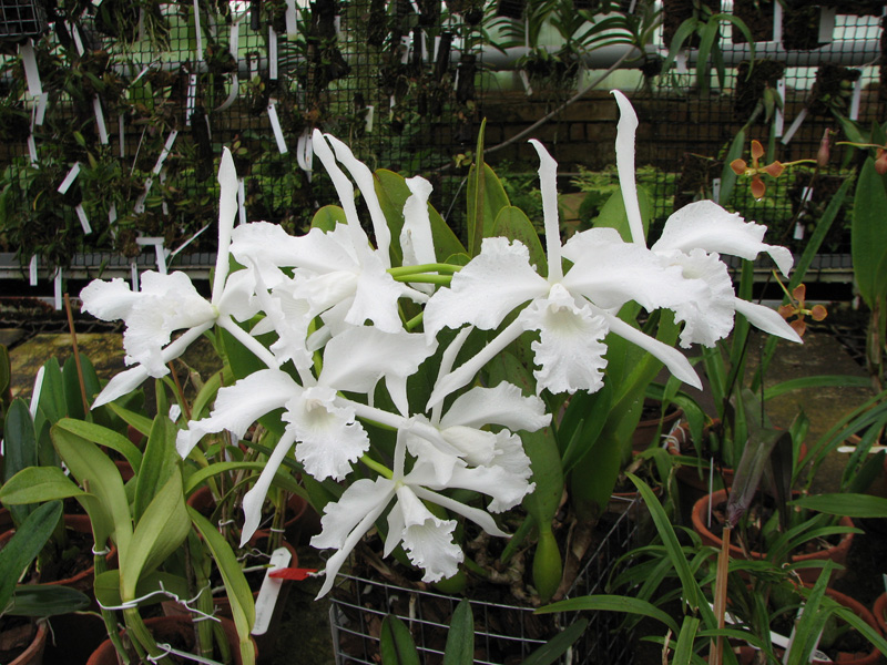 Laelia lobata alba.jpg