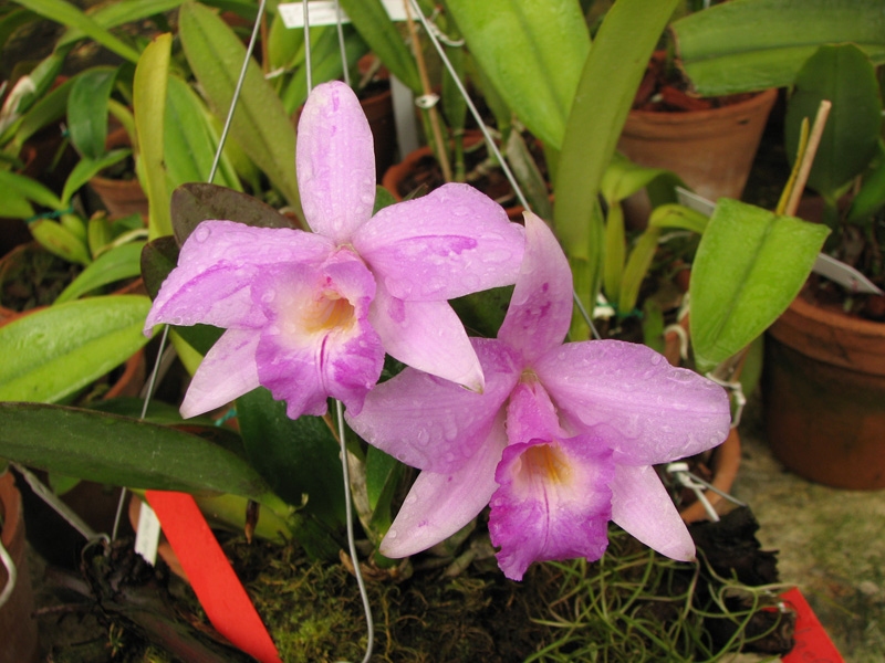 Laelia alaorii x praestans.jpg