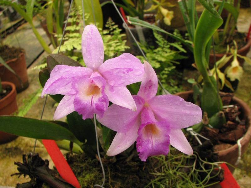 Laelia alaorii x praestans.jpg