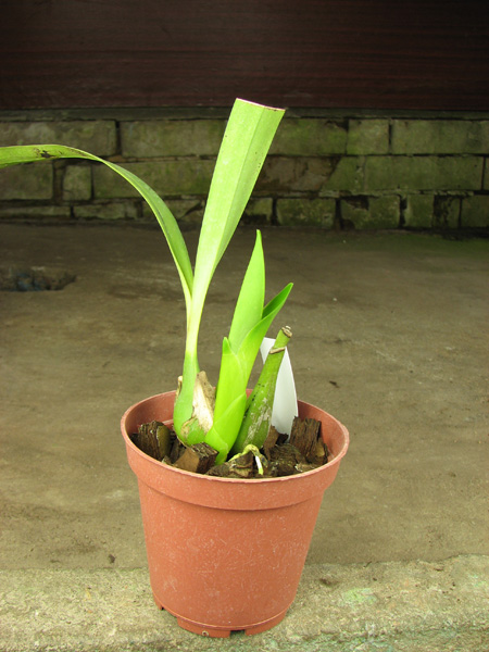 Encyclia fragrans x Encyclia cochleata.JPG