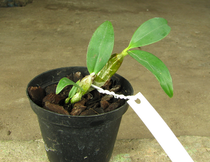 Dendrobium harveyanum.jpg