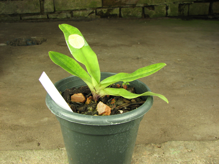 Paphiopedilum chamberlainianum.jpg