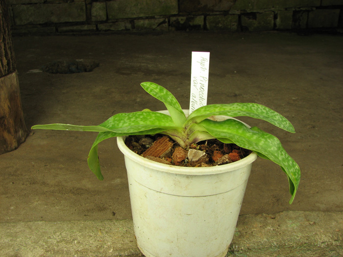 Paphiopedilum Pinocchio x godefroyae var album.jpg