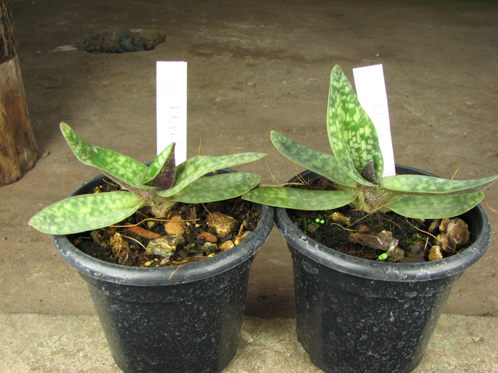 Paphiopedilum delenatii.jpg