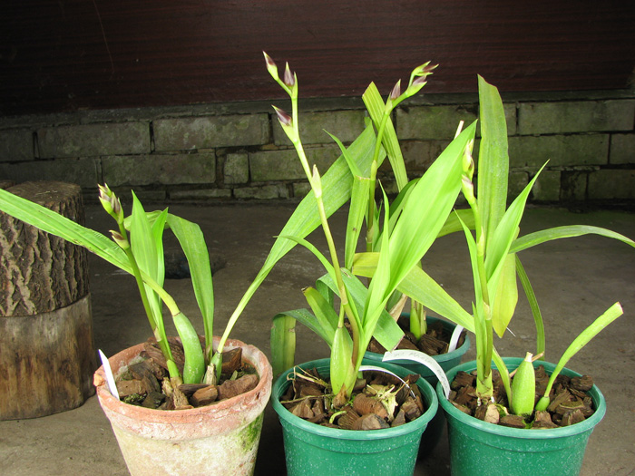 Zygopetalum 'Rhein Blue Angel'.jpg