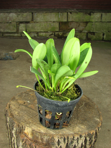 Masdevallia floribunda.jpg