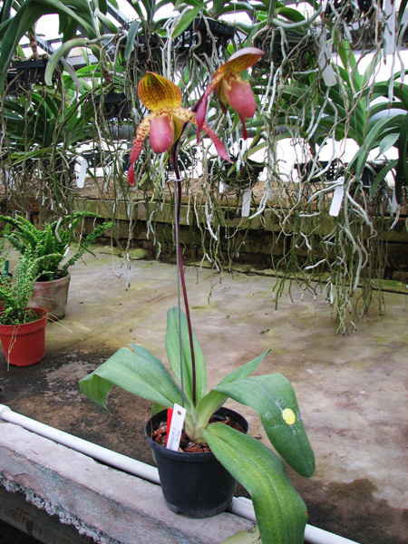 Paphiopedilum moquetteanum x anitum.jpg