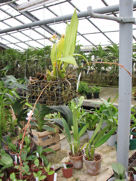 Gongora catilligera.jpg