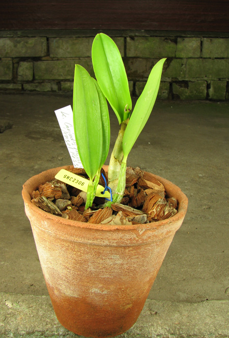 Laeliocattleya Cariad's Mini-Quinee 'Angel Kiss'.jpg