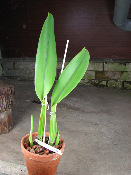 Laeliocattleya Persepolis x Laeliocattleya Chian-Tzy Lass.jpg