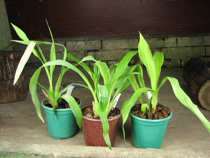 Zygopetalum 'Rhein Moonlight'.jpg