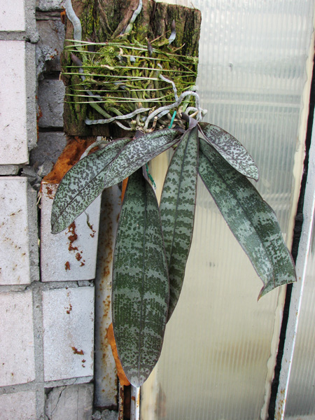 Phalaenopsis schilleriana.jpg