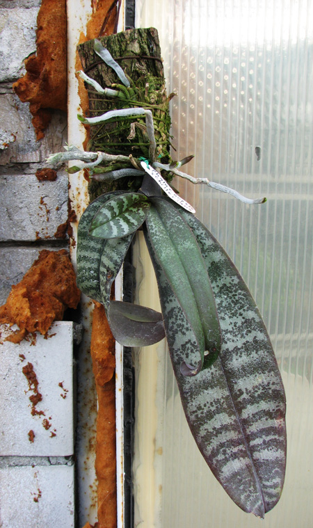 Phalaenopsis schilleriana.jpg