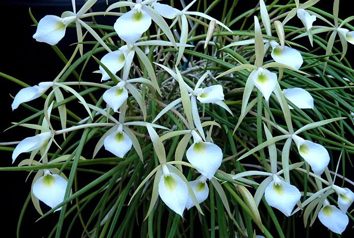 Brassavola perrinii.jpg