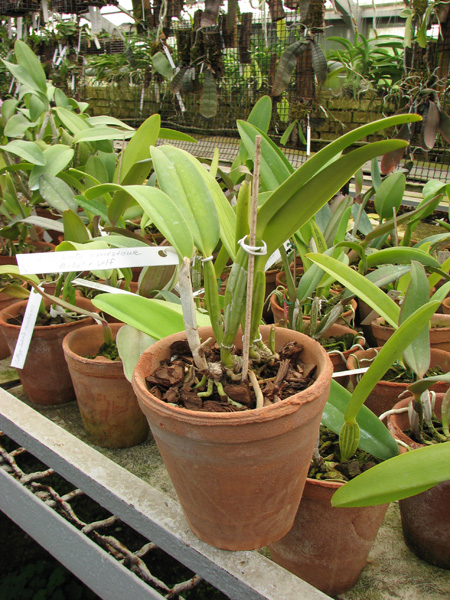 Cattleya labiata amesiana 'Bela' (Z-8) x SELF.jpg