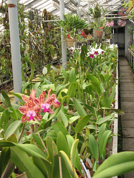 Теплица орхидей.jpg