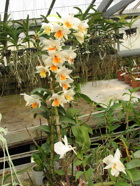 Киев теплица орхидей.jpg