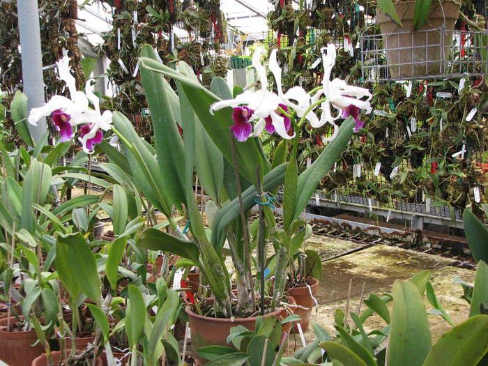 Выставка орхидей в Киеве.jpg